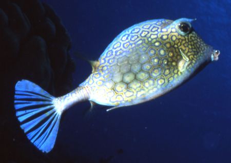 The best darn cowfish shot I ever saw. by David Spiel 