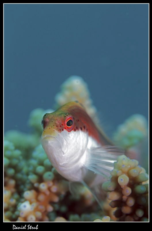 you dare me? :-D by Daniel Strub 