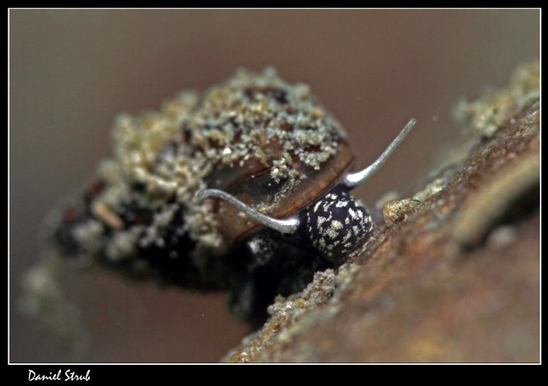 Bythinia ... soooooo small :-D by Daniel Strub 
