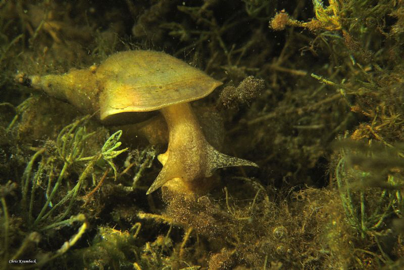 Great pond snail (Lymnea stagnalis)
grazing on aufwuchs ... by Chris Krambeck 