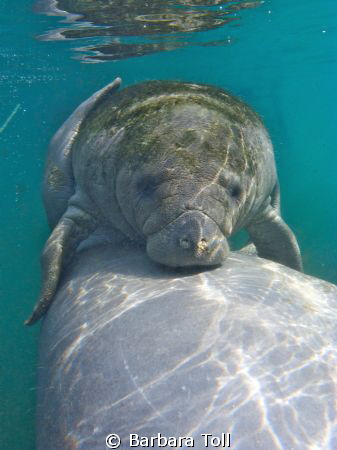 Manatee photo taken in Homosassa Springs, FL. by Barbara Toll 