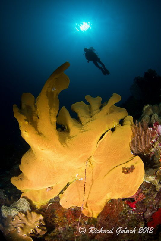 Giant Elephant Ear Sponge-Weda Bay,Halmahera by Richard Goluch 
