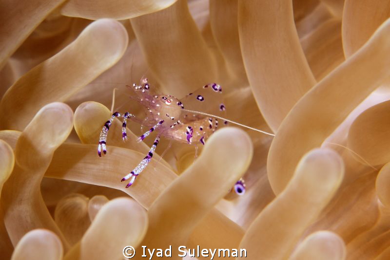 Commensal shrimp by Iyad Suleyman 