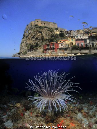 Double exposure. Big cerianthus. by Francesco Pacienza 