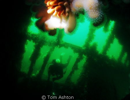 Diver entering the Thesis, Sound of Mull, Scotland.
Used... by Tom Ashton 