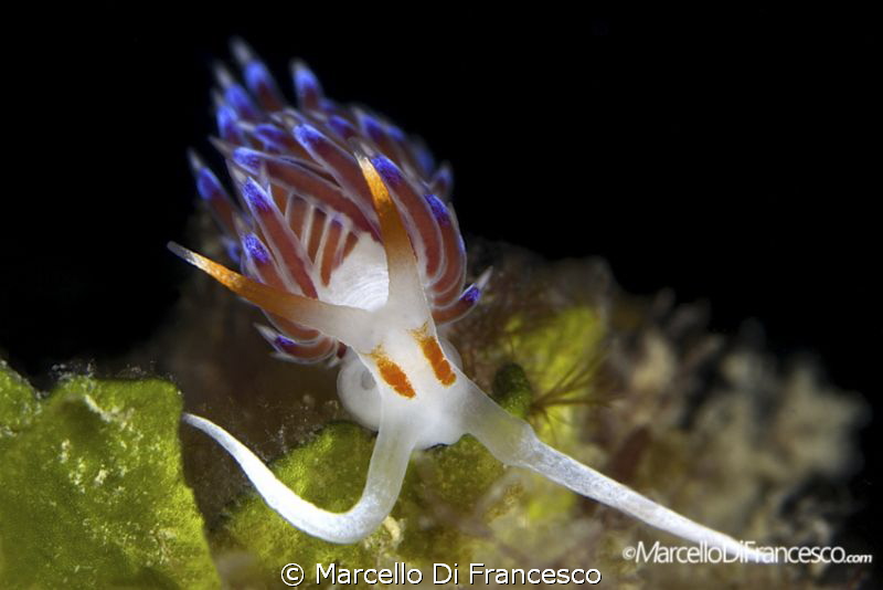 Cratena by Marcello Di Francesco 