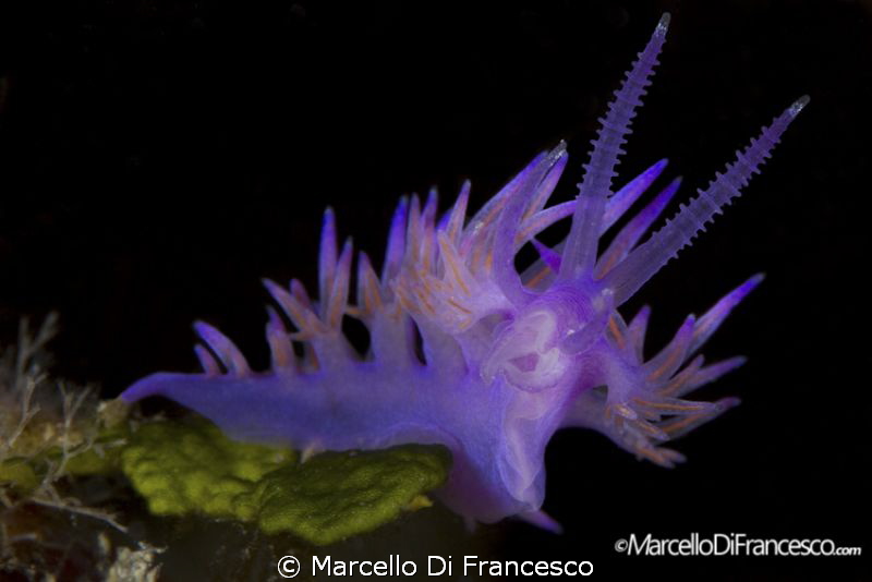 Flabellina by Marcello Di Francesco 