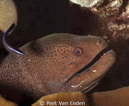 May I clean your teeth? by Peet Van Eeden 