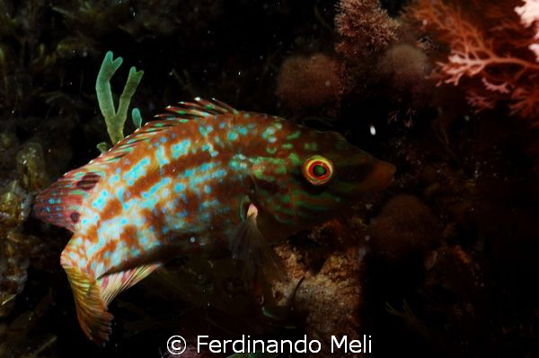 Symphodus roissali by Ferdinando Meli 