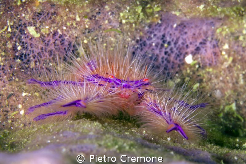 Hairy crab by Pietro Cremone 