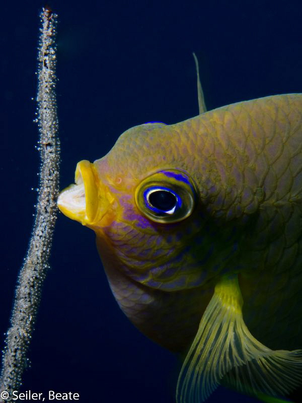 Guarding eggs... by Beate Seiler 