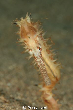 Sea horse front view by Yoav Lavi 