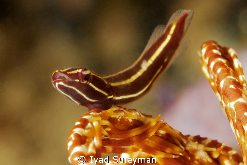 Singing Clingfish ;-) by Iyad Suleyman 