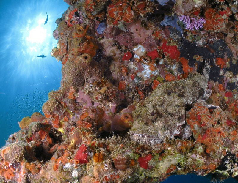 Who can find the hidden fish? by Juan Torres 