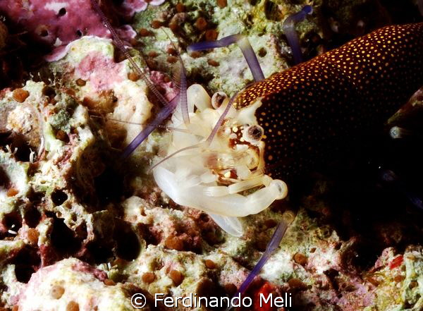 Shrimp (Gnathophyllum elegans) by Ferdinando Meli 