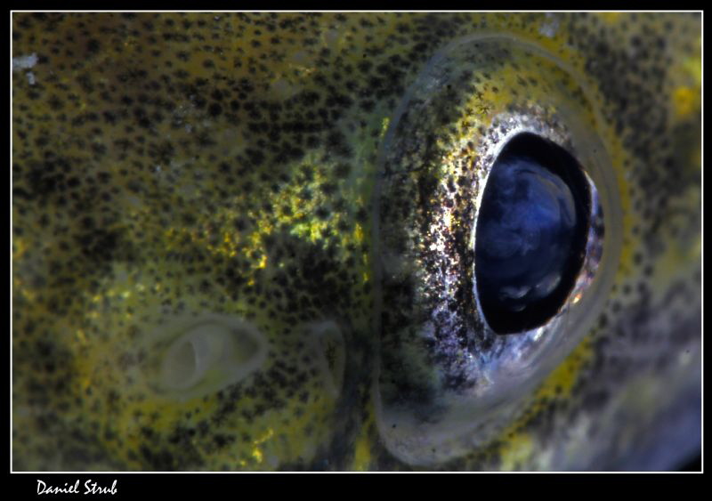 the eye :-D (lota lota) by Daniel Strub 