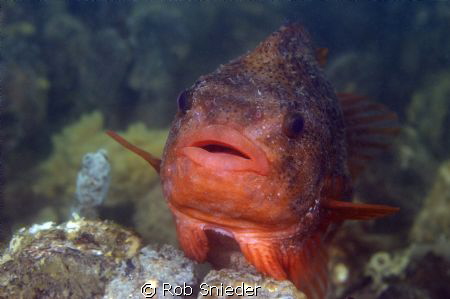A Lumpsucker, photographed in the Oosterschelde, The Neth... by Rob Snieder 