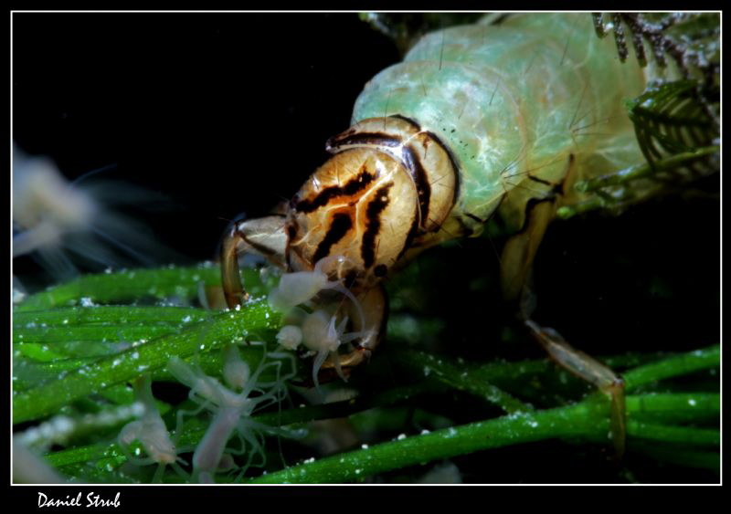 trichoptera :-D by Daniel Strub 