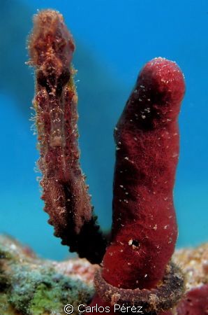 Brown Seahorse(Hipocampus Reidi) by Carlos Pérez 