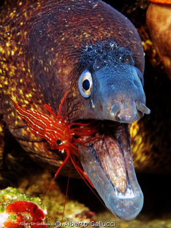 Moray and shrimp by Alberto Gallucci 