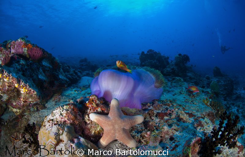 Stella con anemone by Marco Bartolomucci 