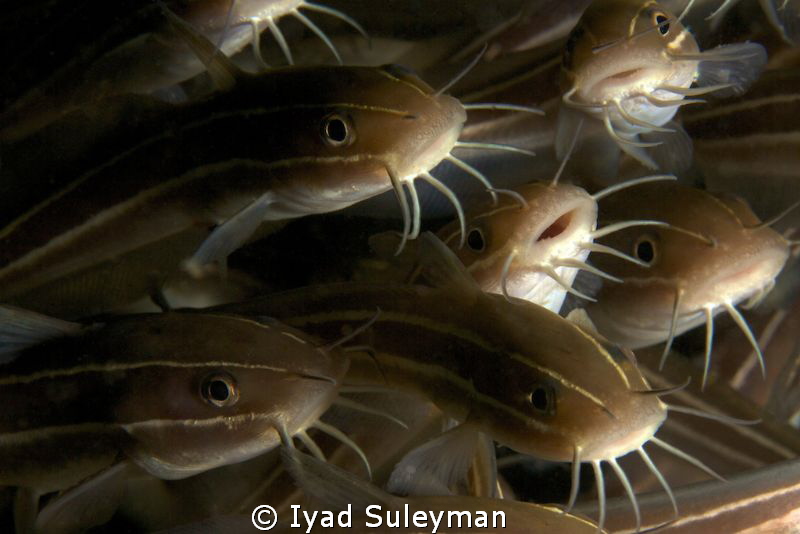 School of Catfishes by Iyad Suleyman 