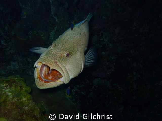 "Say,AHHHH!" Grouper opening wide for cleaning. Roatan Ho... by David Gilchrist 