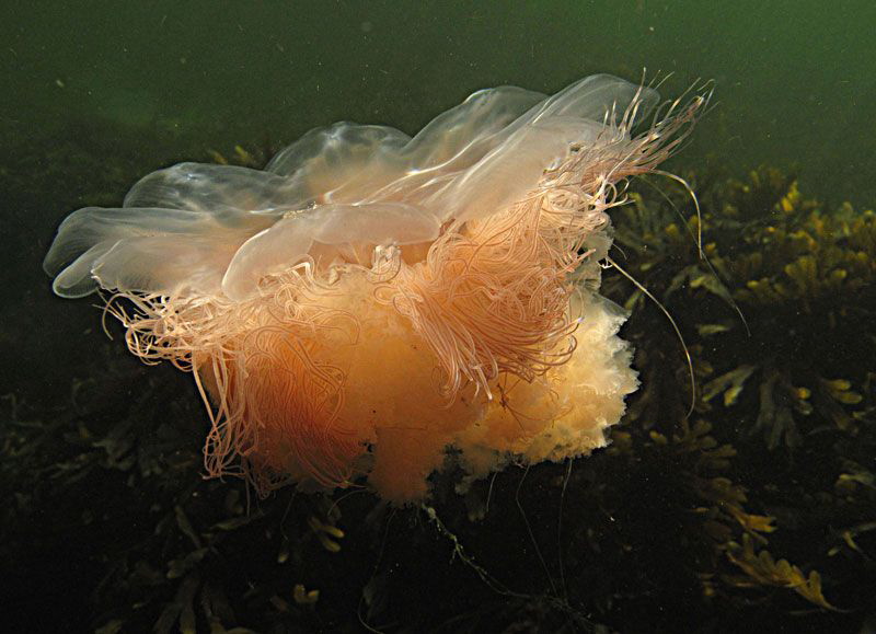 lion's mane petticoats by Chris Krambeck 