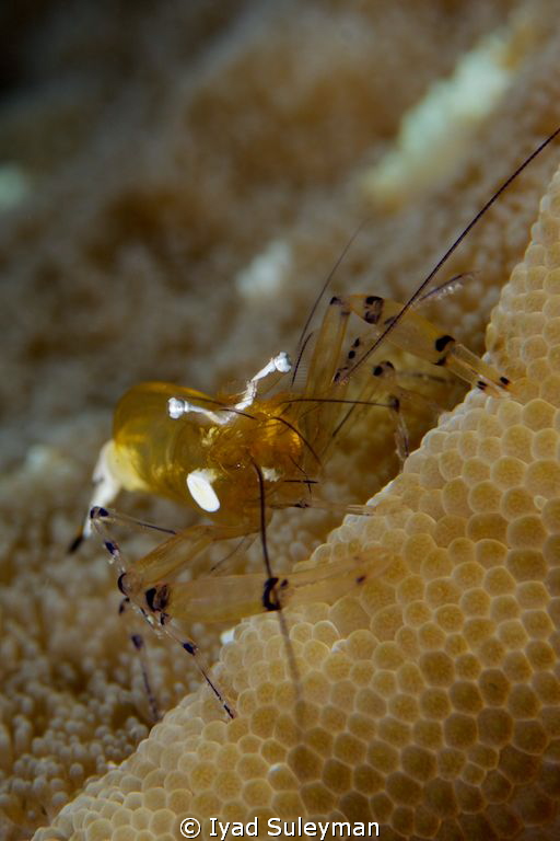 Commensal shrimp
 by Iyad Suleyman 