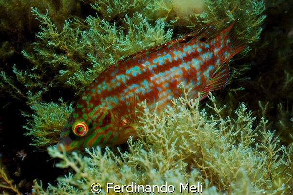 Symphodus roissali swimming in the algae. by Ferdinando Meli 