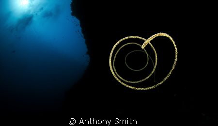 Coral by Anthony Smith 