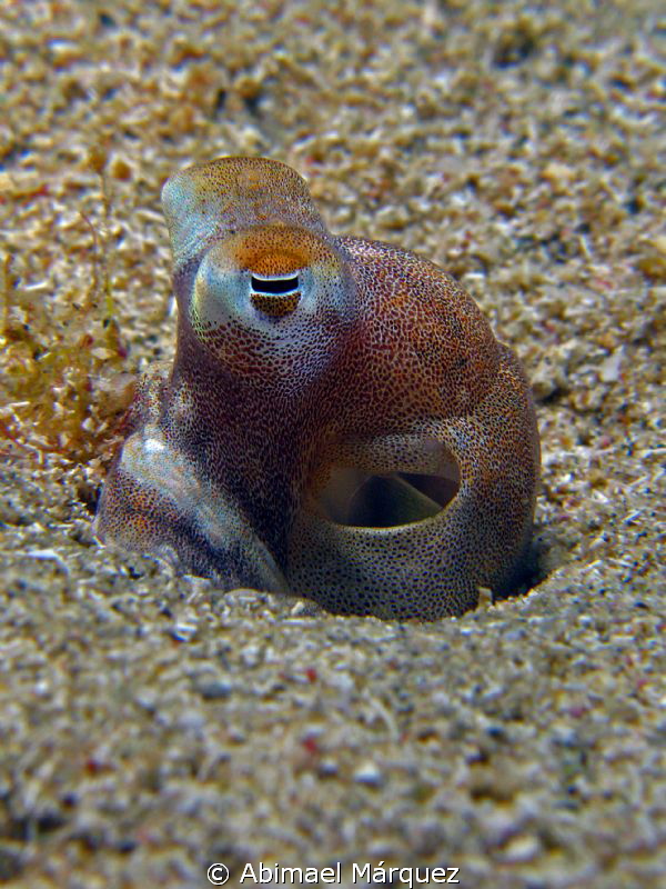 Tiny octopus by Abimael Márquez 