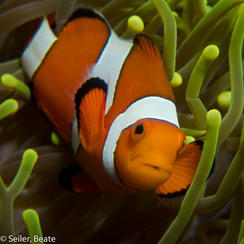 Clownfish by Beate Seiler 
