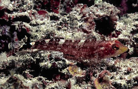 Hide and Seek, Gozo. EOS5 with 50mm Macro + SB105 by James Garland 