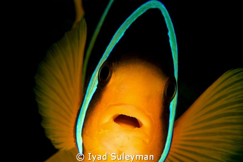 Portrait of Anemonefish (no crop)
100 mm macro, ISO 200,... by Iyad Suleyman 