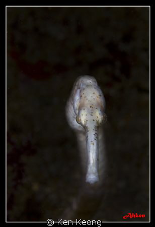 taken in Anilao by Ken Keong 