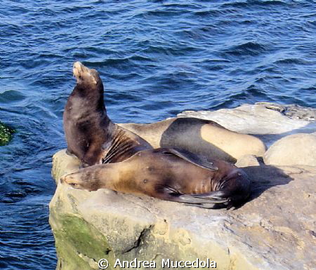 real Californian beachers by Andrea Mucedola 