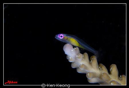 Subsee +10 by Ken Keong 