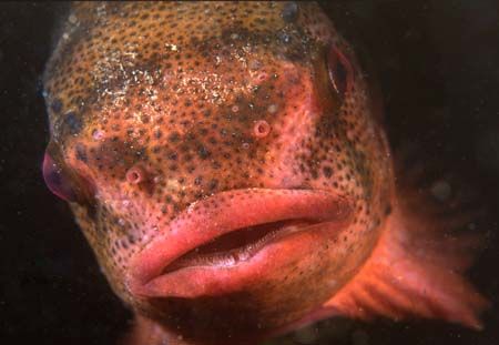 Lumpsucker - Cyclopterus lumpus
Menai Straits - N Wales
... by Mark Thomas 