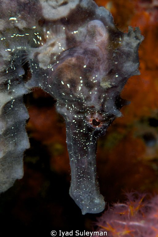 Profile of Seahorse
 by Iyad Suleyman 