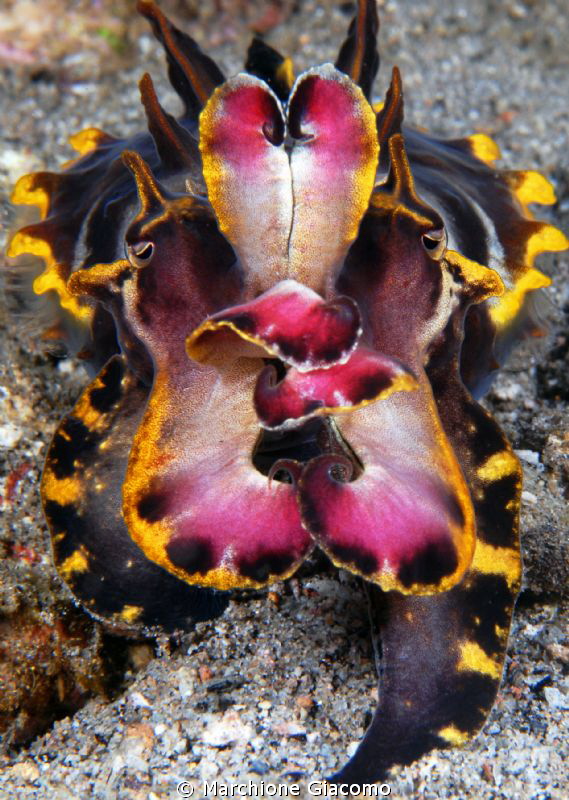Flamboyant cuttlefish
Nikon D200, 60 micro , twin strobo... by Marchione Giacomo 