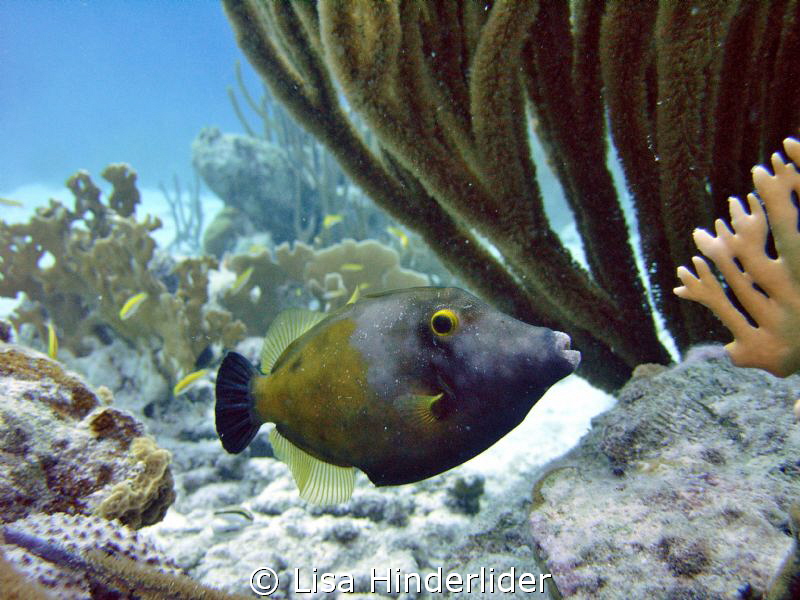 White Spotted File Fish in the shallows. by Lisa Hinderlider 
