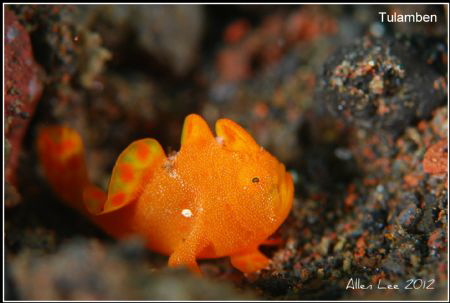 Juvenile Frogfish.Nikon D80,105mmVR. by Allen Lee 