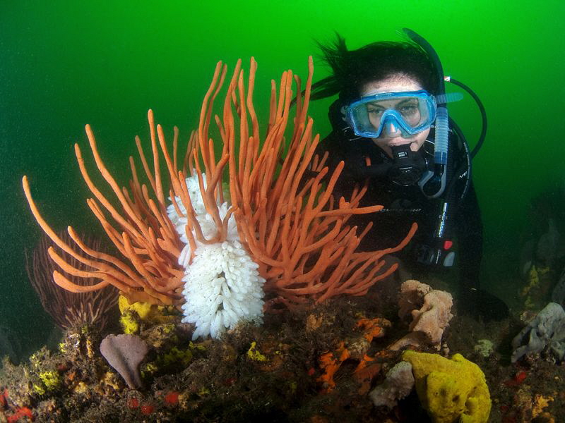 Shirley and squid eggs, Bare Island by Doug Anderson 