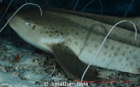 Zebra Shark by Jonathan Sala 