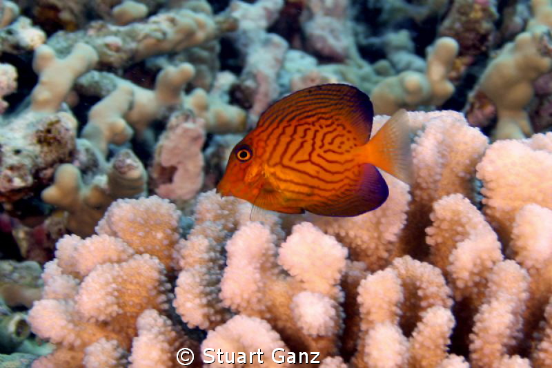 Juvenile Chevron Butterfly fish by Stuart Ganz 