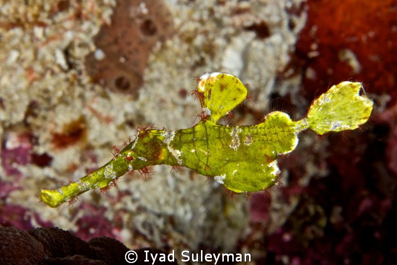 Halimeda Ghost Pipefish by Iyad Suleyman 
