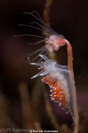 Flabellina "in headwind"
1/250s f/8
Nudibranch safari 2... by Poul Erik Rasmussen 