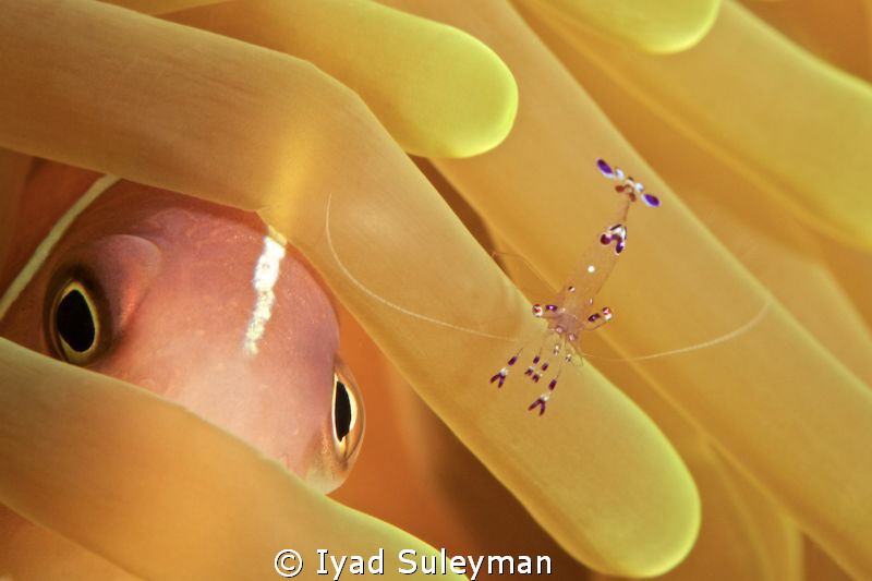 Eye to eye... ;-)
Pink Anemonefish and Commensal shrimp by Iyad Suleyman 