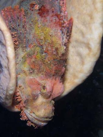 Nice sandwich!
Lembeh Straits, Indonesia.
C-5050. by Yves Antoniazzo 